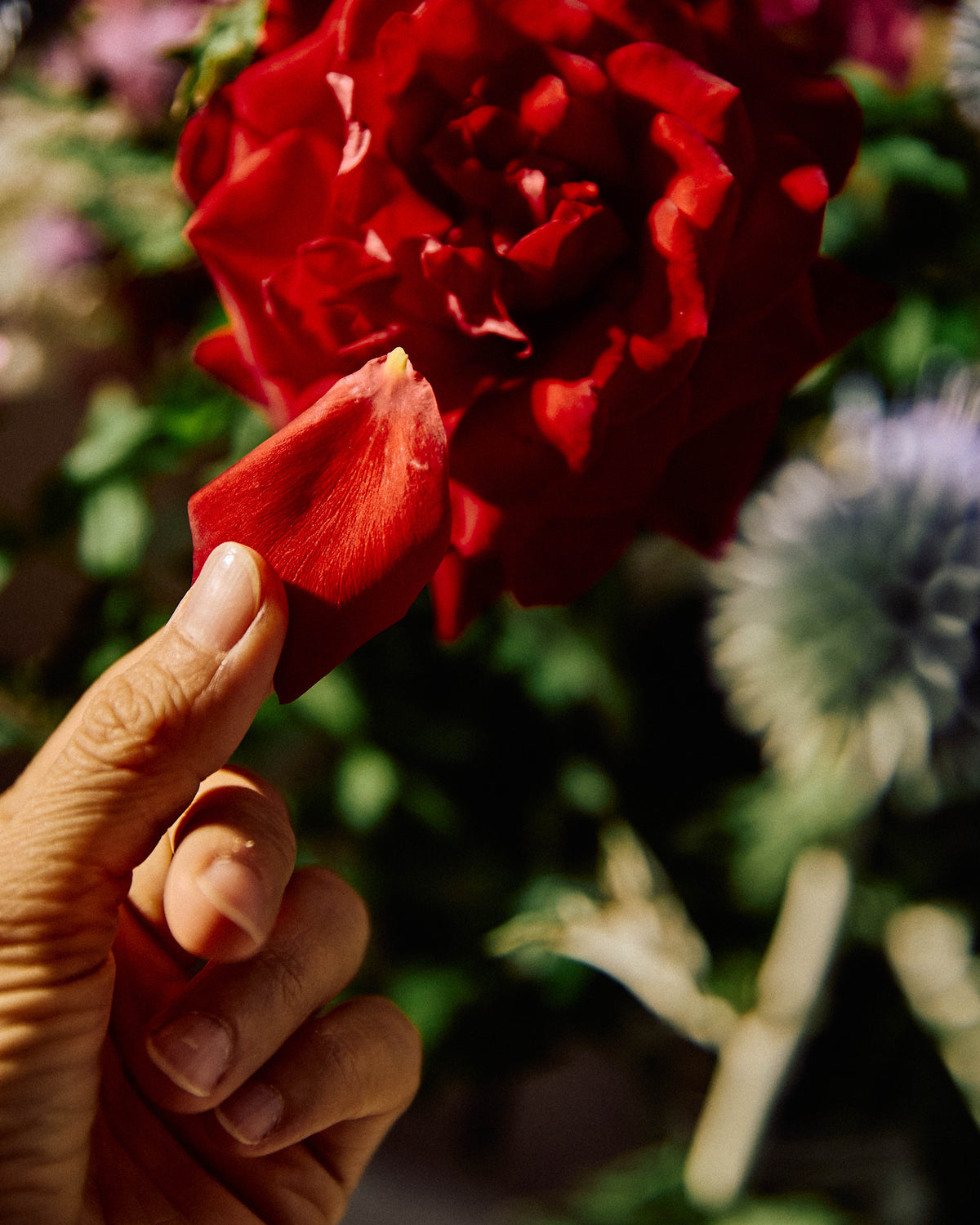 Grandma's Roses