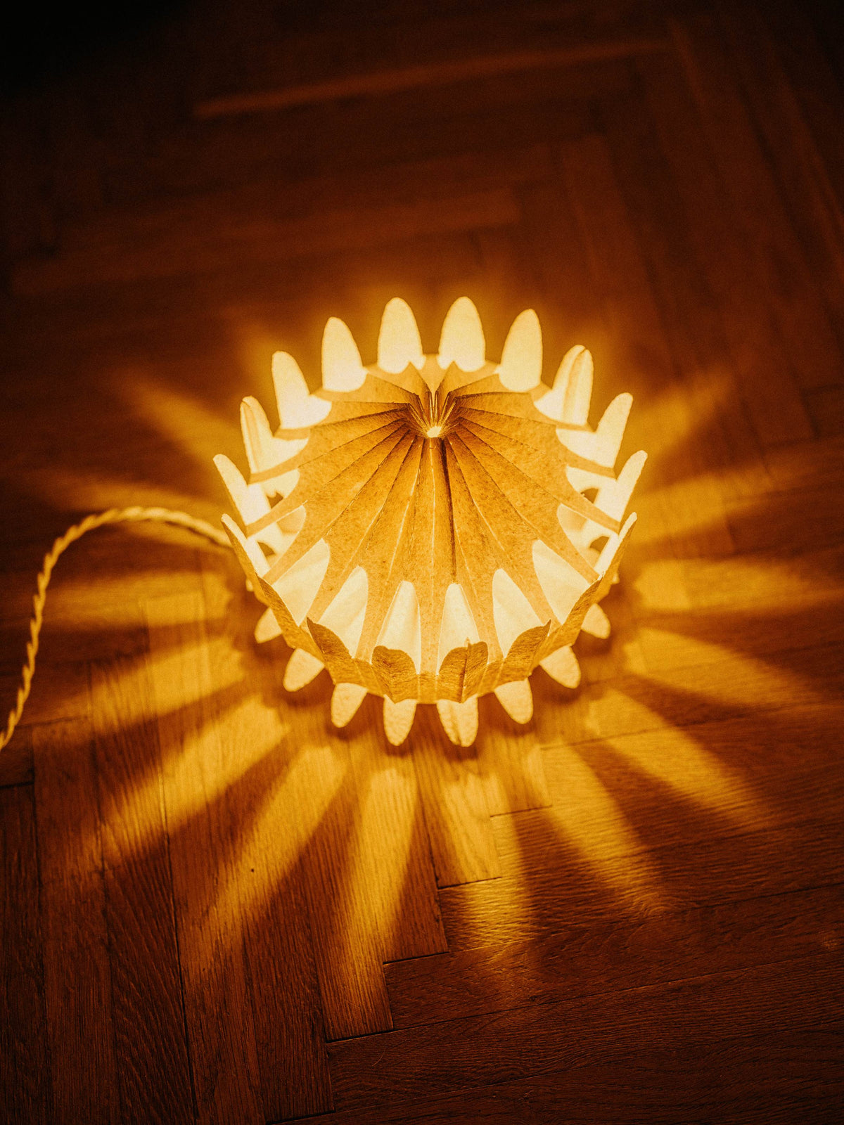 Floralis Orange