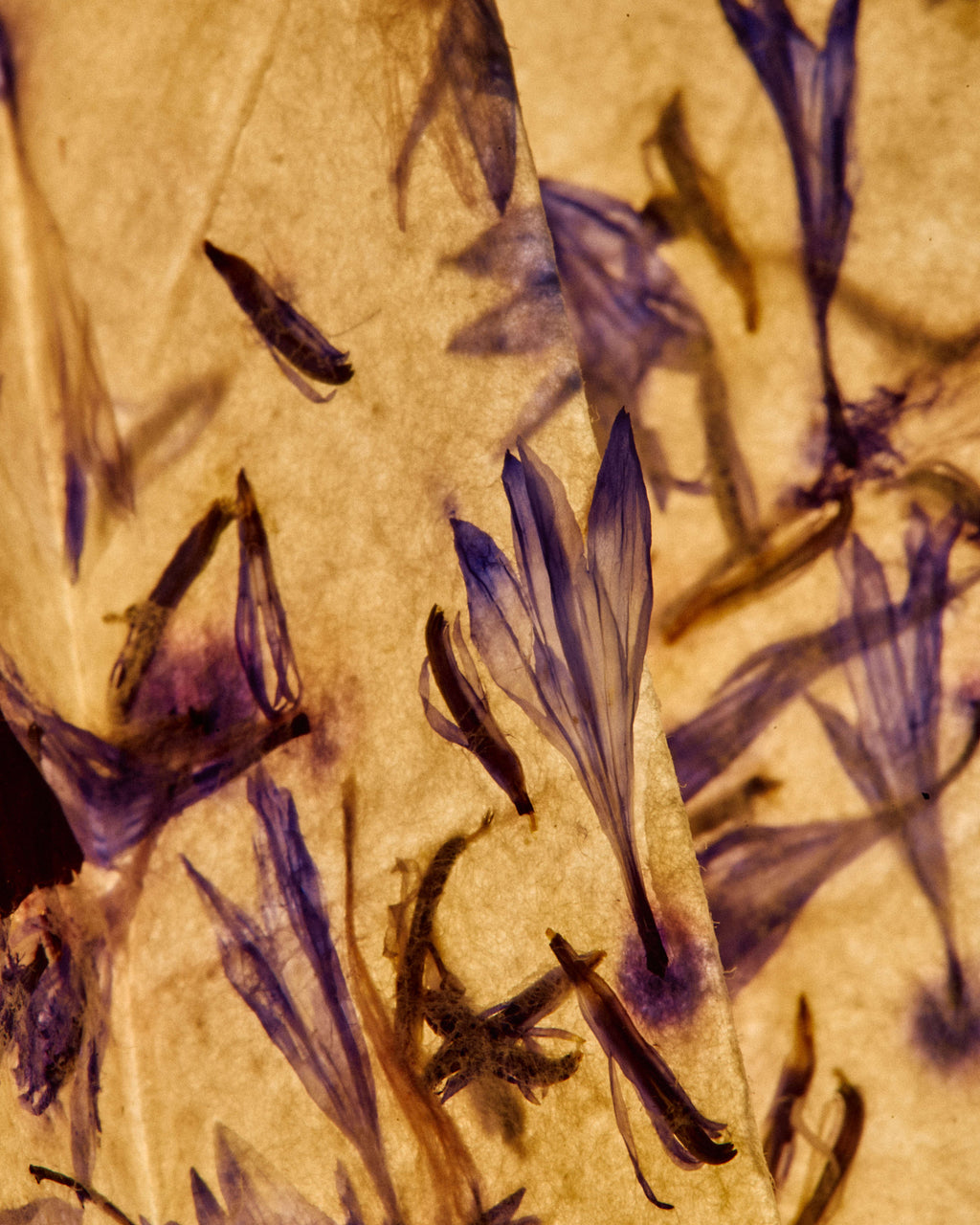 Cornflower Drop