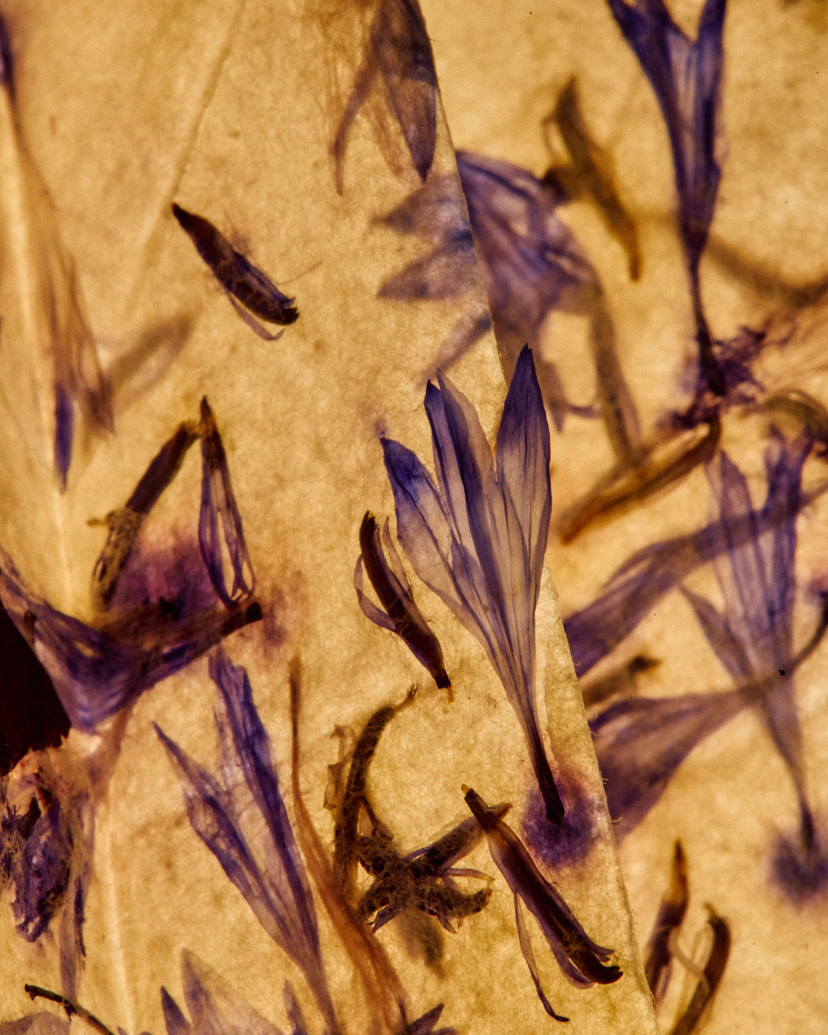 Cornflower Drop